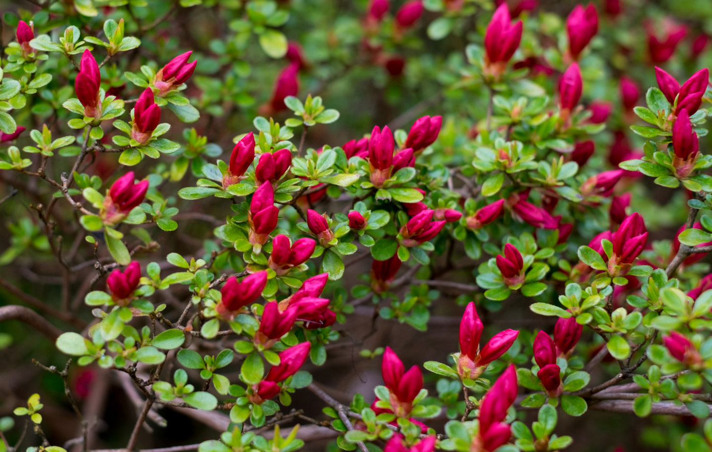 Budding azaleas