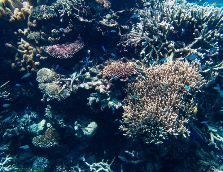 Agincourt Reef, Great Barrier Reef