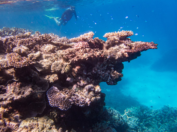 Agincourt Reef, Great Barrier Reef