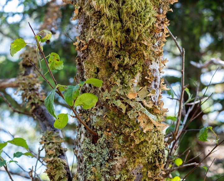 Mossy tree at Tanu