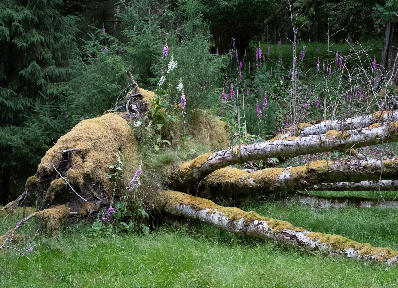 Lushness behind a beach in Gwaii Haanas