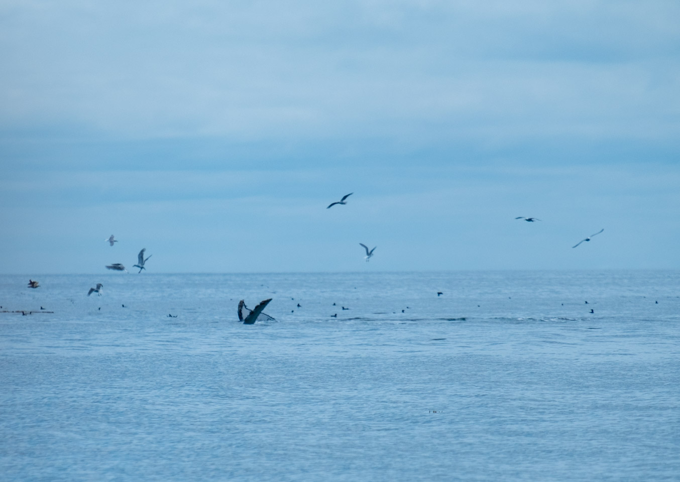 Humpback whale fins in Gwaii Haanas