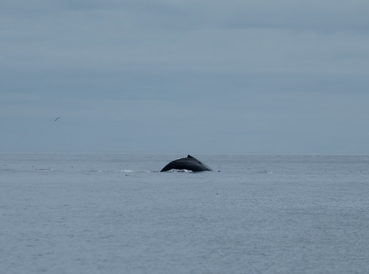 Humpback whale back in Gwaii Hanas