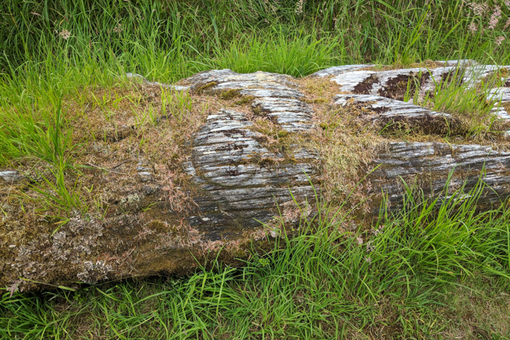 Fallen totem in Gwai Haanas