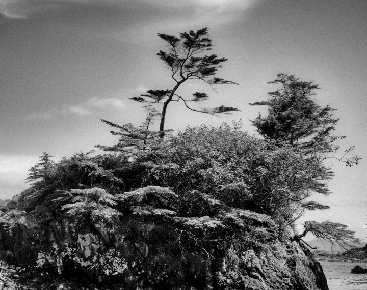 Natural bonsai in Gwaii Haanas