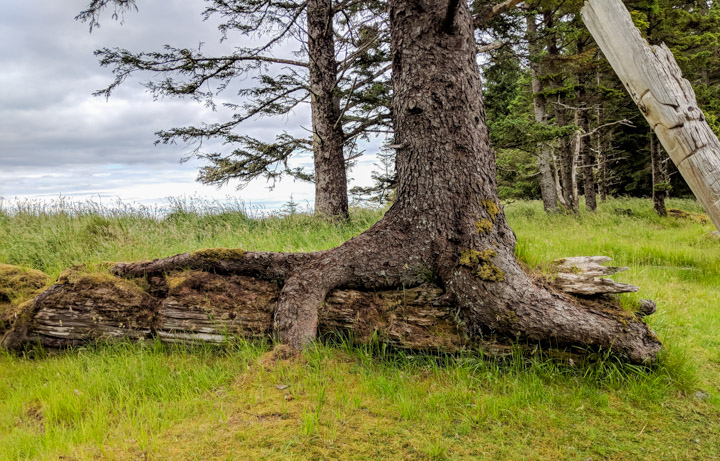 Tree on fallen totem pole, Haida Gwaii