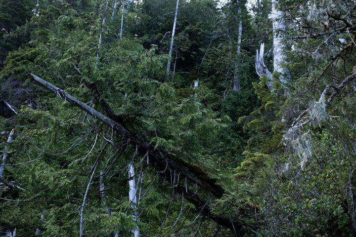 Trees at the edge of an island, Gwaii Haanas