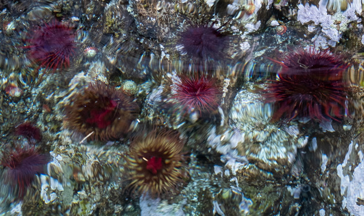 Marine life in Gwaii Haanas