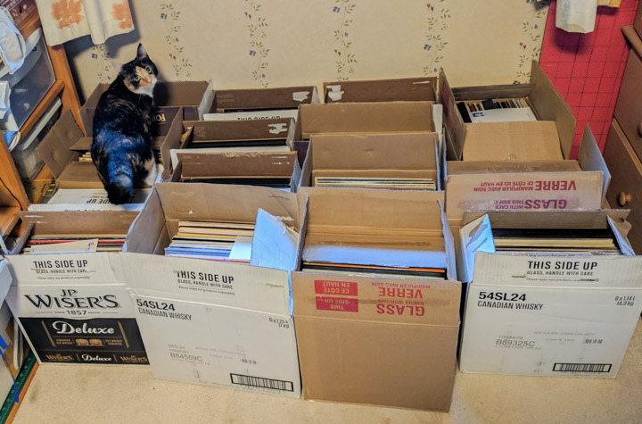 Cat walking around on 900 used LPs