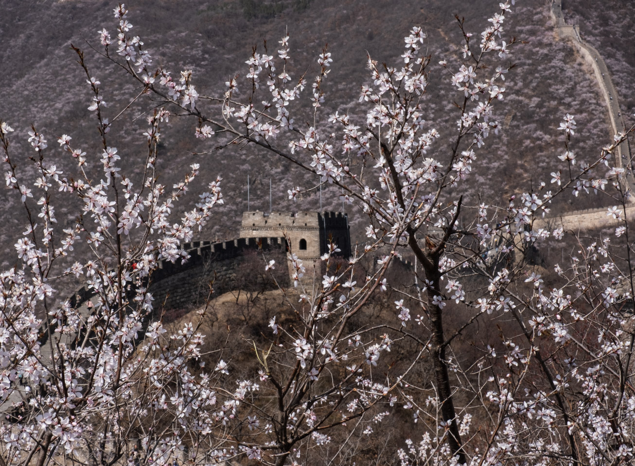 Great wall with flowering tree