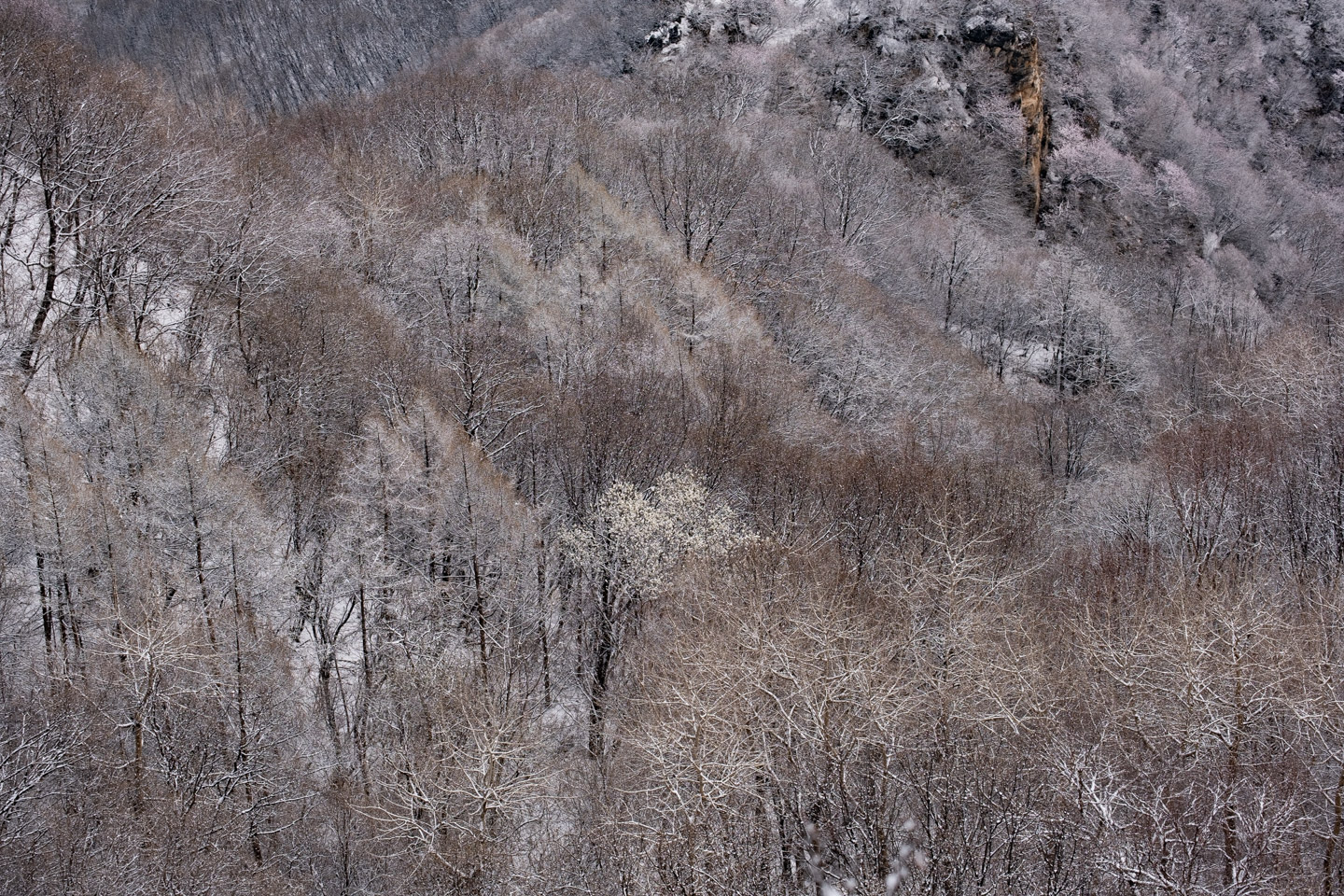 Snowy trees from Jiankou Great Wall