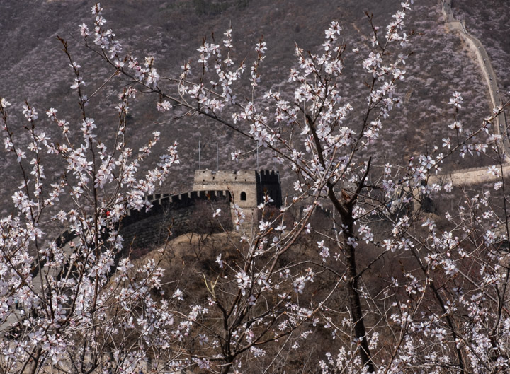 Great wall with flowering tree