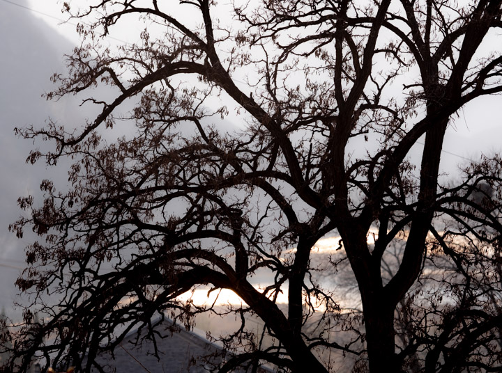 Tree near Gubeikou