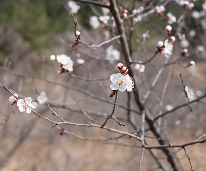 Tree blossoms near Gubeikou Great Wall