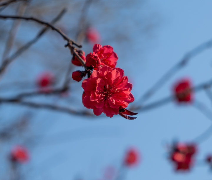 Blossom in Jiaomen, Beijing