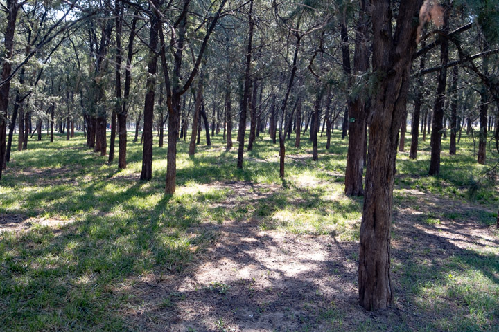 Green space in the Temple of Heaven park, Beijing