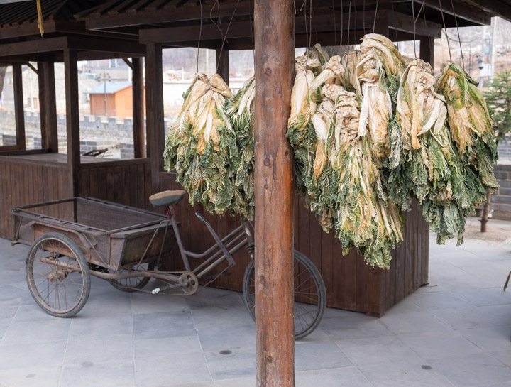 Drying cabbage in Gubeikou