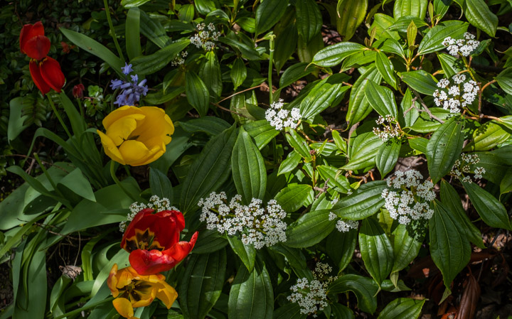 Spring flowers, Vancouver