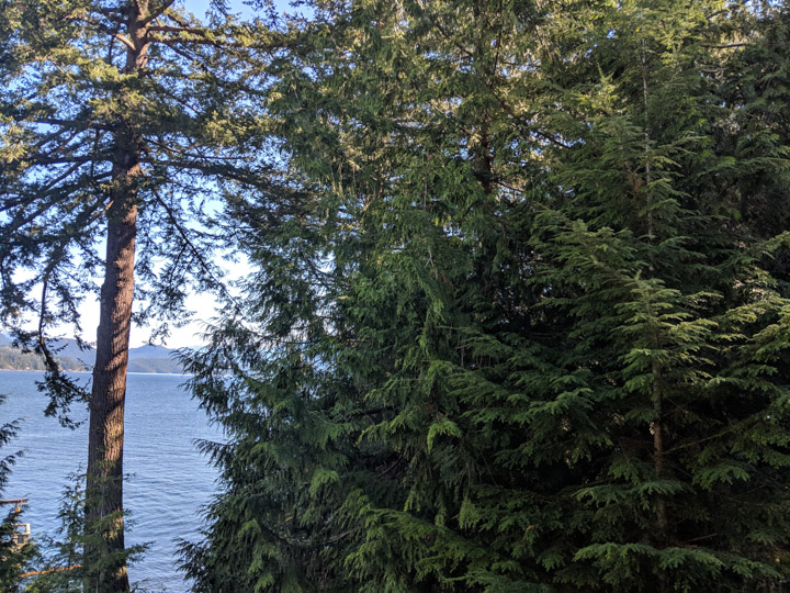 Trees on Keats Island in Howe Sound
