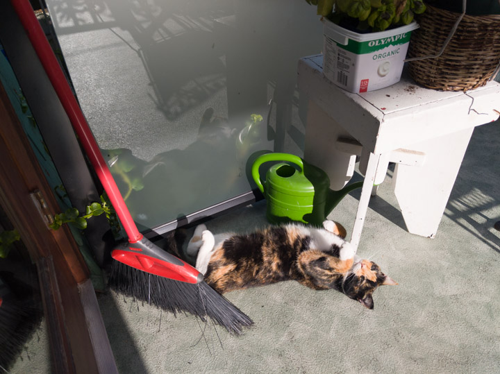 Cat on the back porch (Google Pixel DNG)