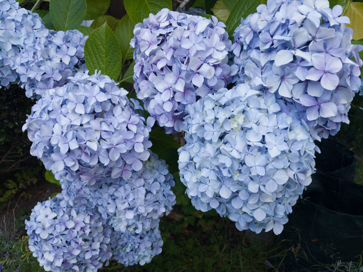 Hydrangea (Google Pixel DNG)