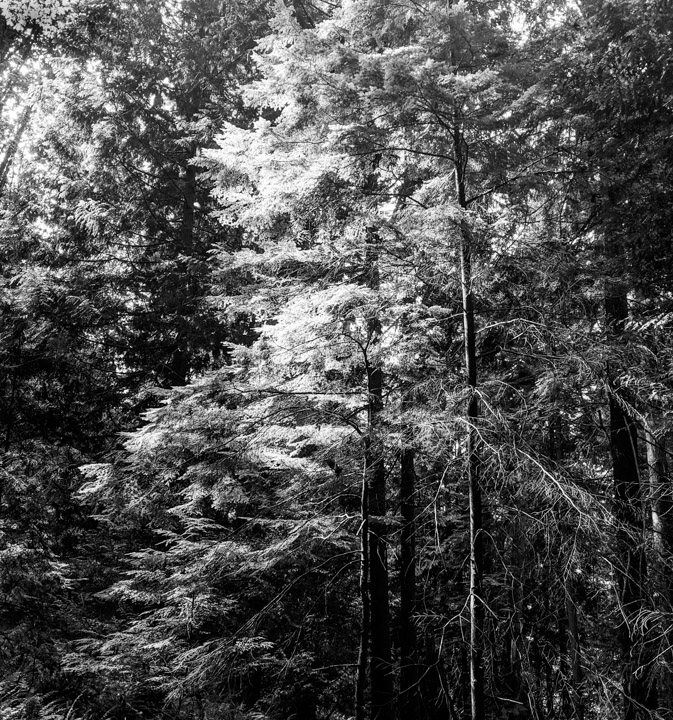 Keats Island forest