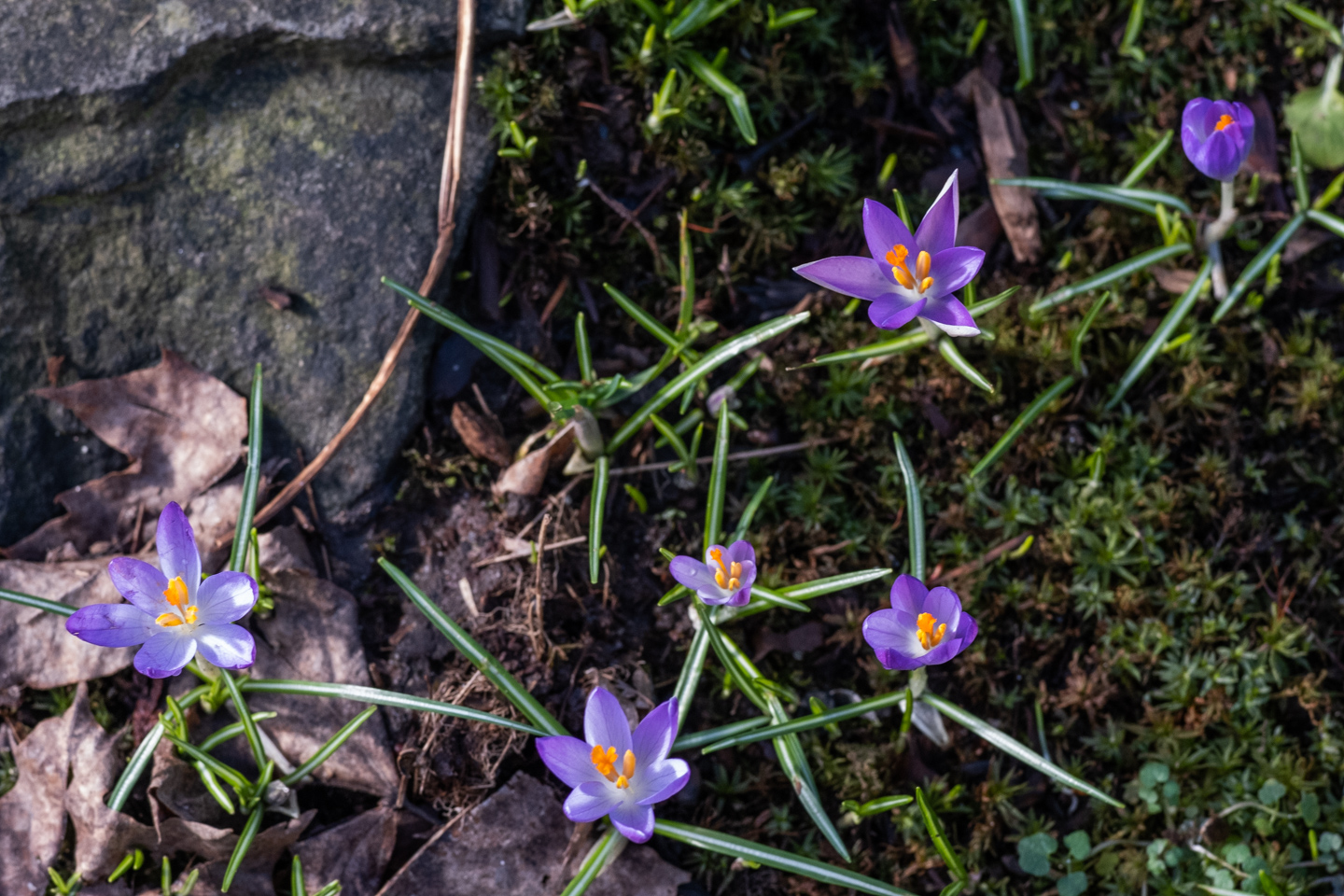 Crocuses