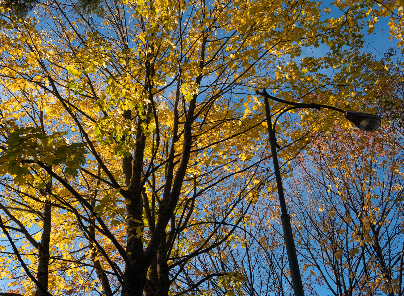 Autumn Yellow