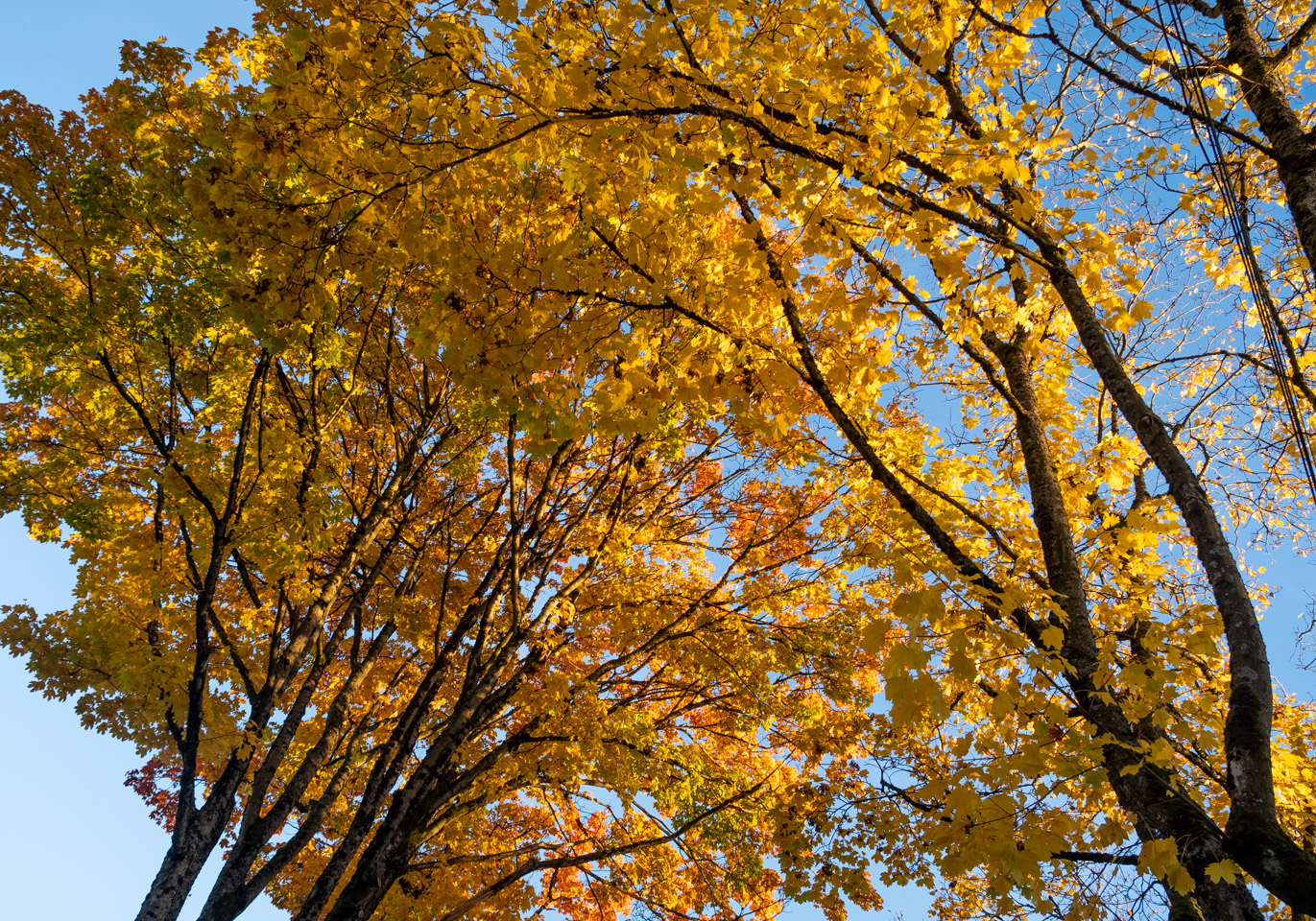 Autumn Yellow