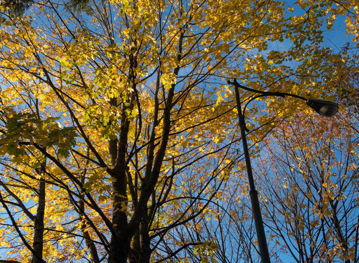 Autumn Yellow