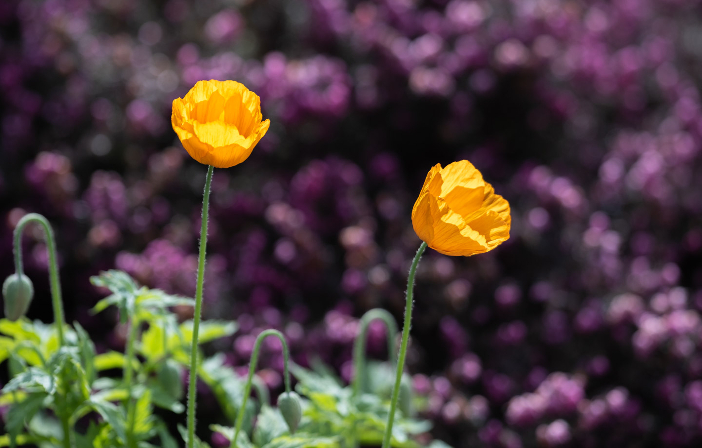 Purple behind poppies