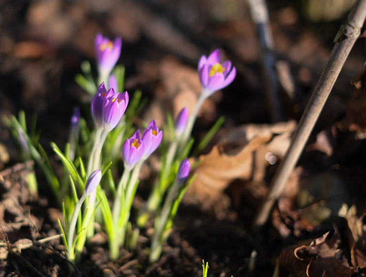 January crocuses, the camera’s version not mine.