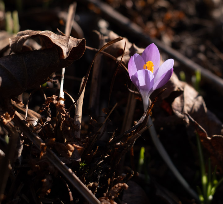 January crocus