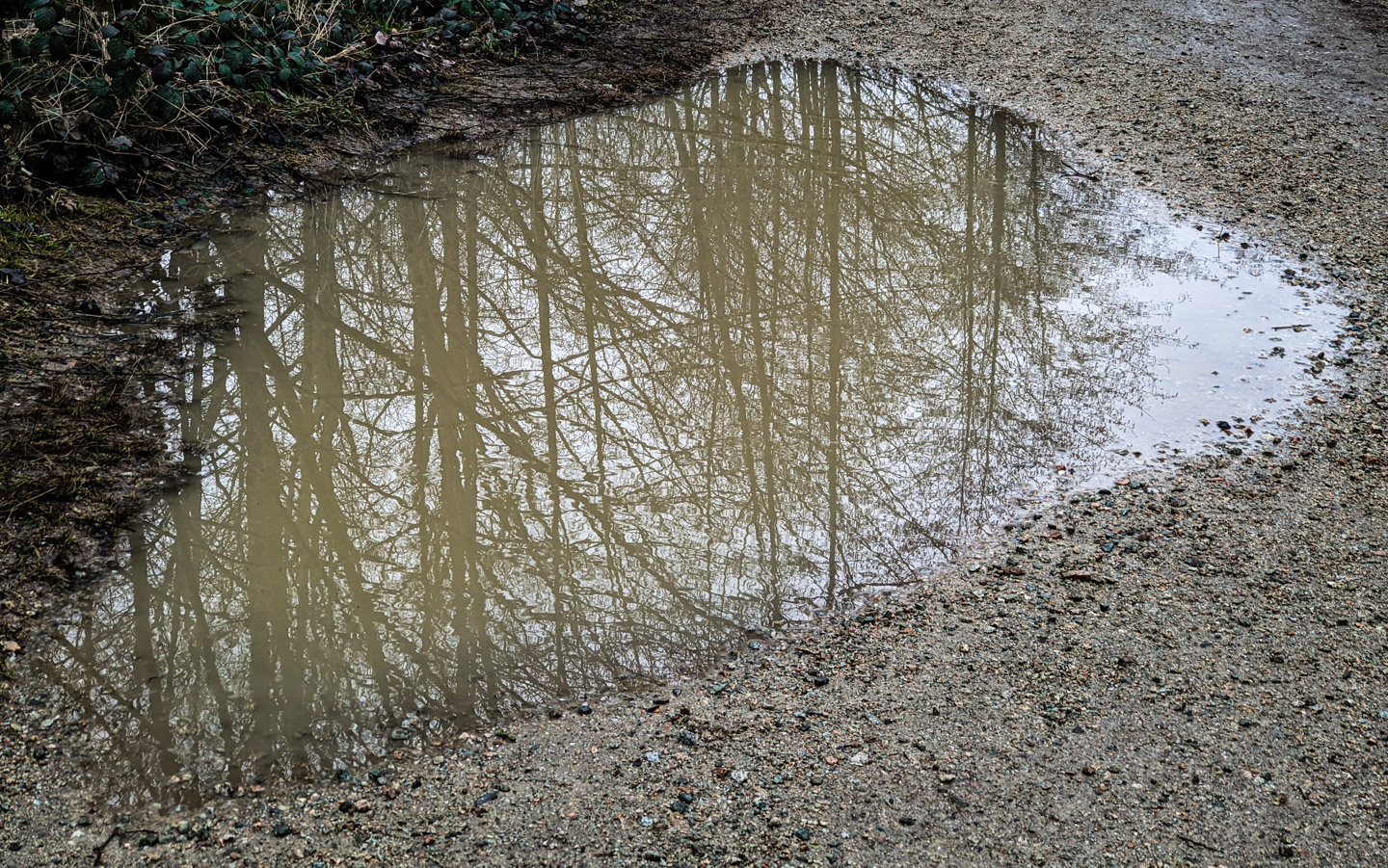 Reflecting puddle in McDonald Park on Sea Island, Vancouver