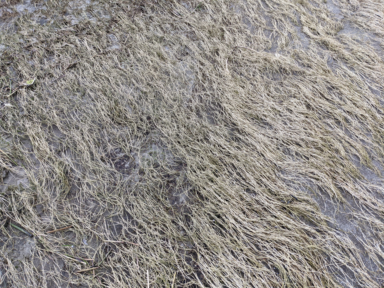 Dry sea-grass in Iona Park, Vancouver
