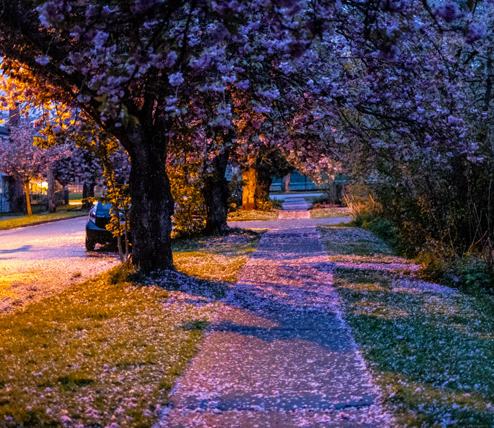 Streetlights and cherry blossoms in East Vancouver twilight