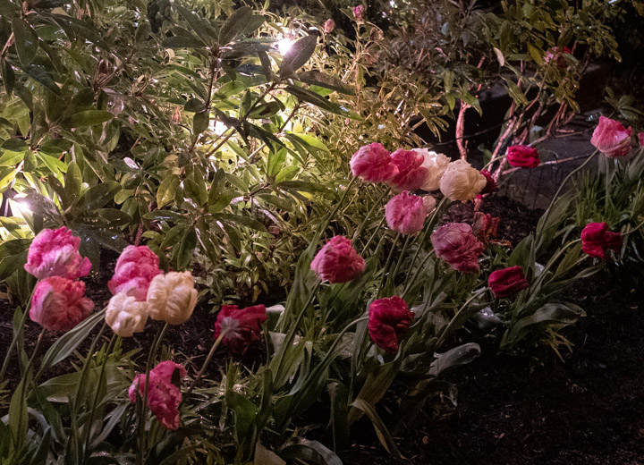 Lights amid tulips in East Vancouver twilight