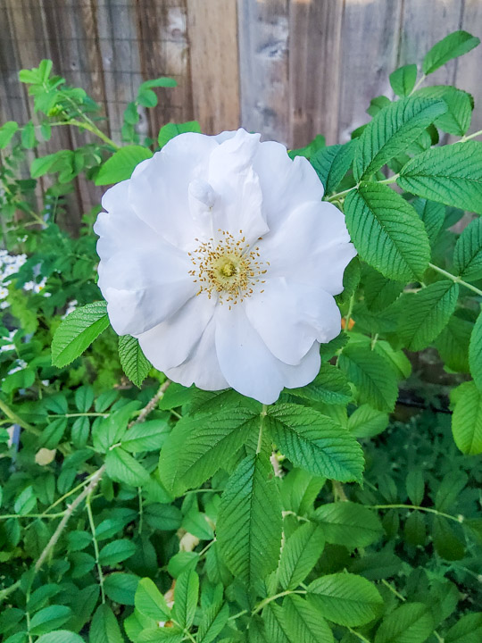 White rose, shot with Galaxy Tab S7+