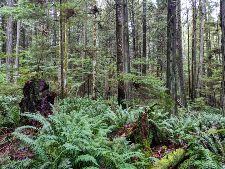 Ferny forest floor and medium-old trees on Keats Island