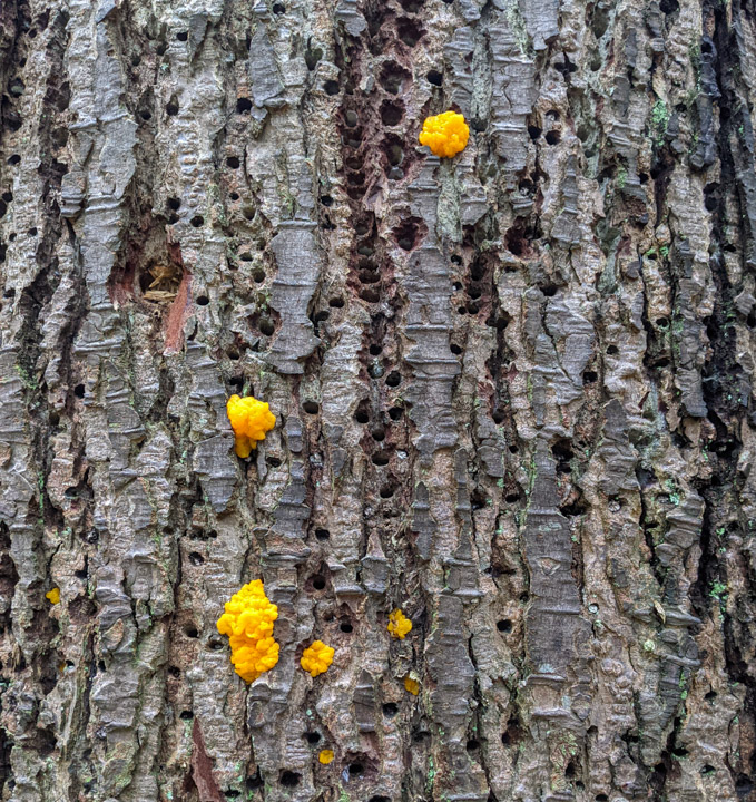 Tree trunk with orange fungi on Keats Island