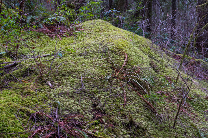 Moss-covered granite outcrop on Keats Island