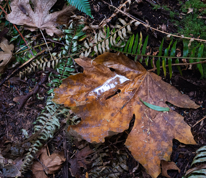 Bigleaf maple on the October forest floor, not zoomed
