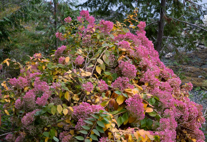Large forwsythia plant covered with late-autumn pink blossoms on Keats island