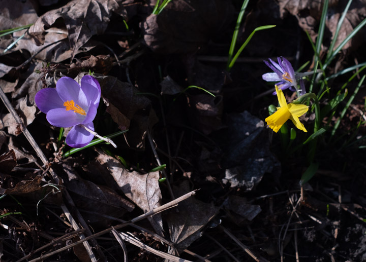Daffodil and crocus