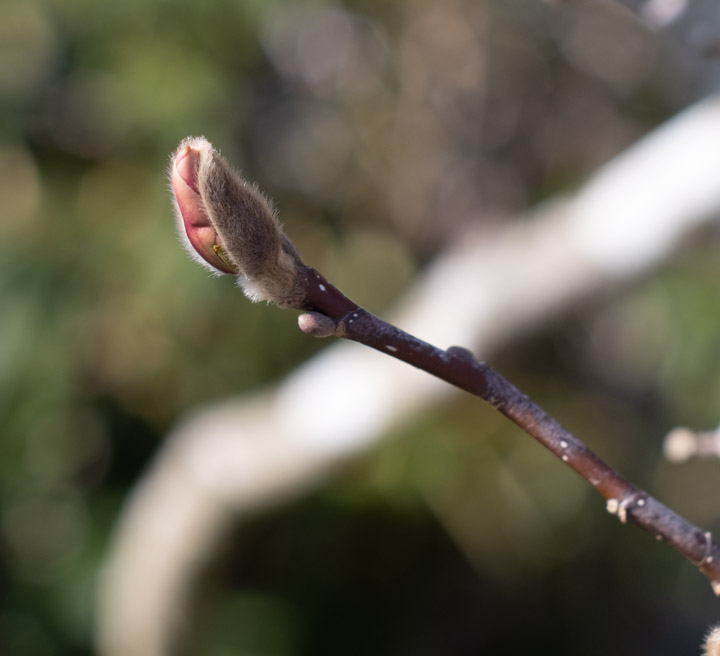 Magnolia bud showing incipient flower flesh