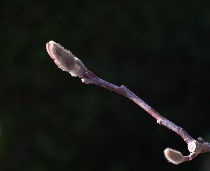 Magnolia bud starting to open and a smaller bud waiting its turn