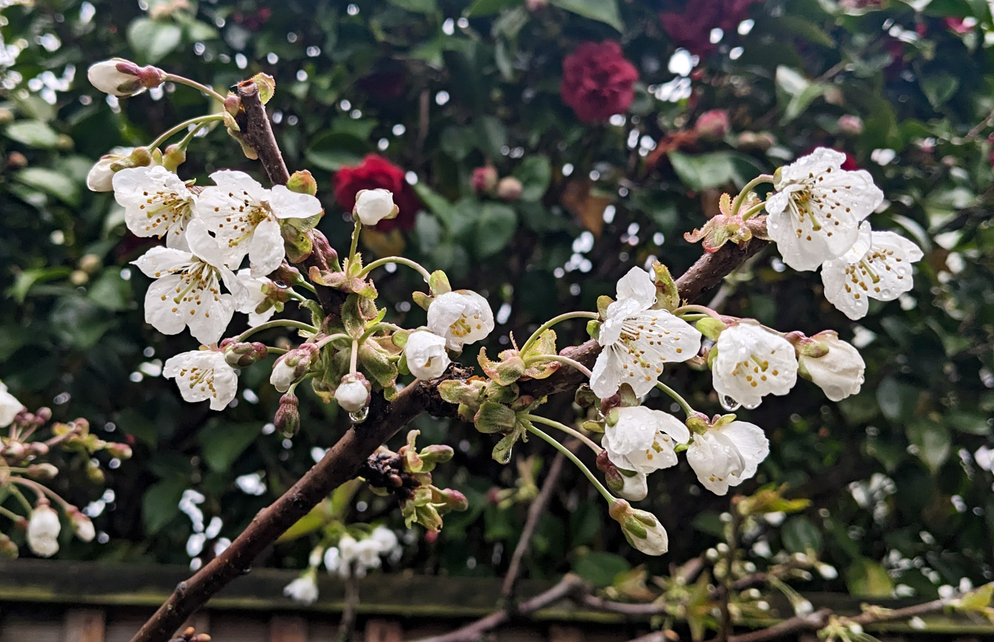 Cherry tree blossoms, camellia-bush background