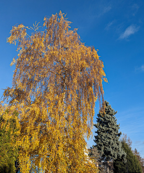 Yellow tree against blue sky, evergreen off to the side