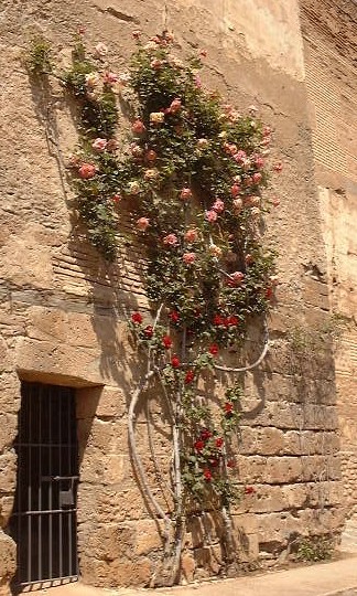Alcazaba-Roses