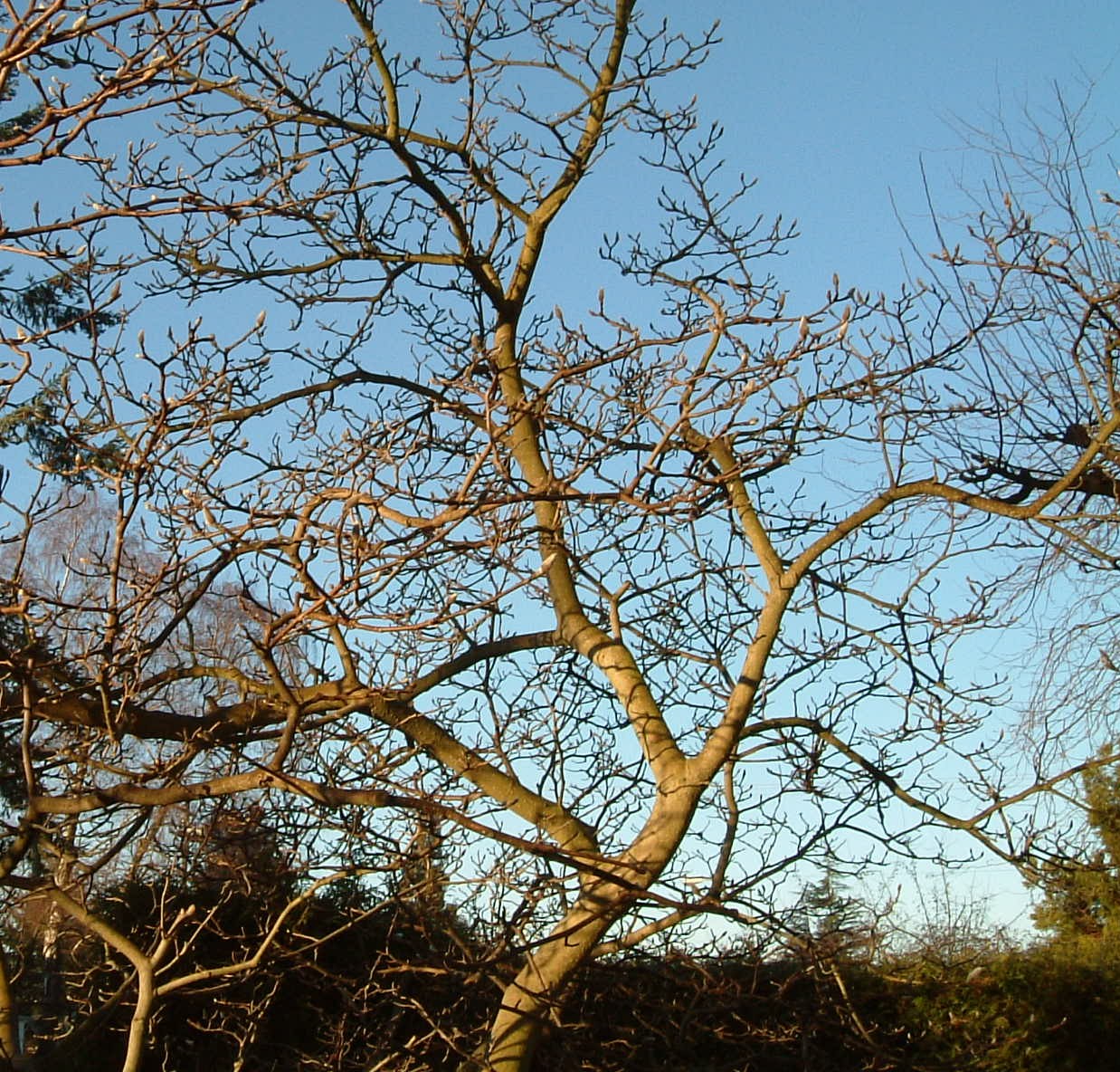 Magnolia